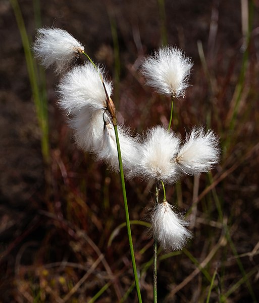 "tufted rush": Commonly known as Cottongrass, a plant of marshes and bogs (Withering, 1796, p. 72), and James Edward Smith wrote that "its brilliant white tufts look, throughout the summer, like feathers scattered over the country" (Sowerby & Smith, 1799, tab. 564). 7/13