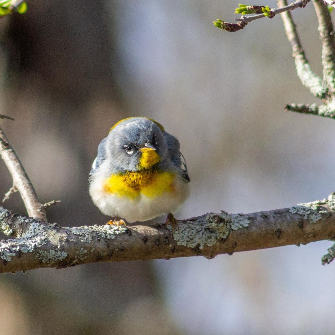 MaineTable_'s tweet photo. Northern parula 🦜

#portlandmaine photo of the day: birds_in_maine 

#maine #lovemaine #coastalliving #lifeonthecoast #birdsofmaine #exploremaine #wildmaine #coastalmaine #iconicmaine #wheninmaine #lifeinmaine #springrinmaine #visitmaine #authenticmaine #realmaine #onthewater https://t.co/aC4Z9YvwjE