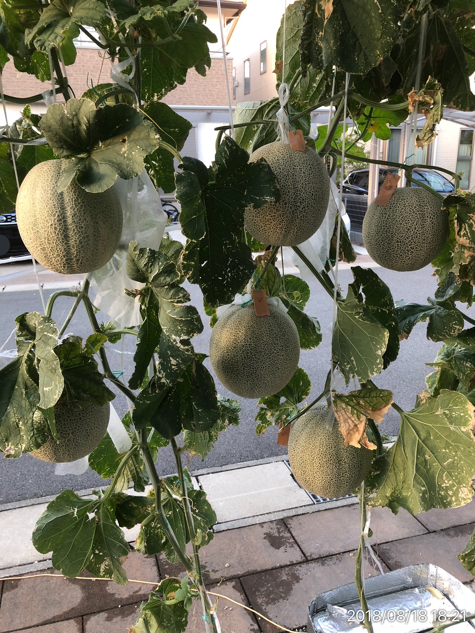 Hiroyuki 家庭菜園 メロンの水耕栽培に最近はハマってます 過去の水耕栽培メロンの写真です メロン以外にも主に果菜類の水耕栽培の投稿をします よろしくお願いします 水耕栽培 メロン 家庭菜園 T Co S0cfytnhen Twitter