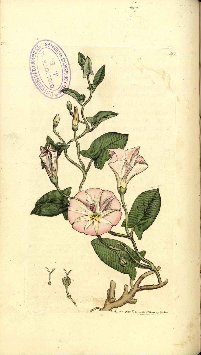 James Edward Smith described the "Flowers very beautiful, rose-coloured, varying with lighter or deeper shades and lines of crimson, the plaits yellowish" and Sowerby's illustration perfectly captures the "wreathing buds" (Sowerby & Smith, 1796, tab. 312). 11/13