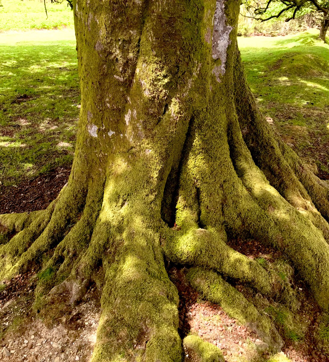 Treehugging again 😊#treestreestrees #beechtree @WoodlandTrust #biodiversity #Dartmoor
