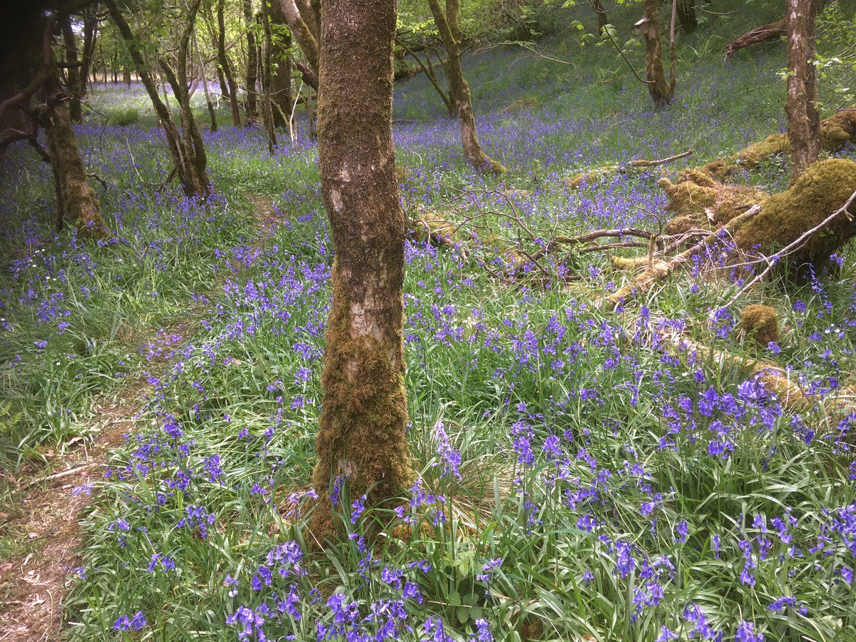 Of course it will also make the land more suitable for the wildlife that lives here, including the pearl bordered fritillary butterfly, red squirrels and otters. We have rare trees and plants too. 