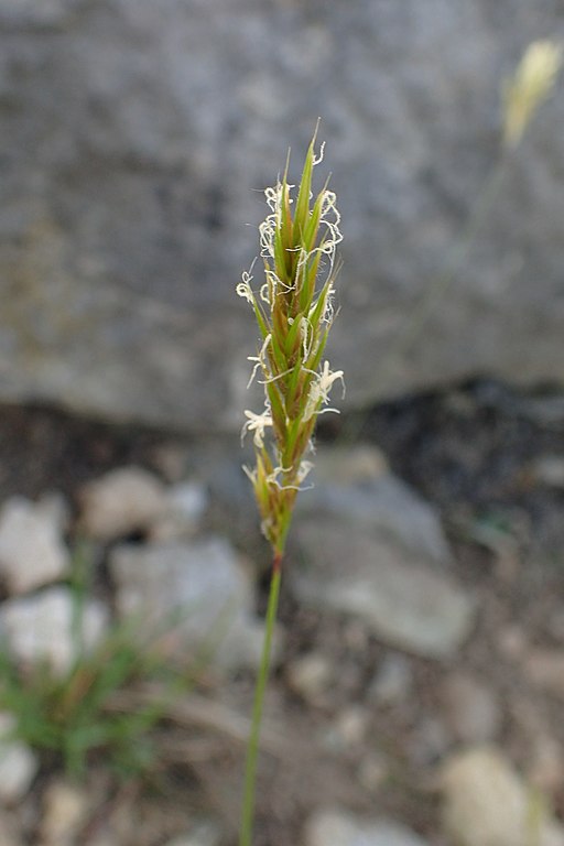 "Anthoxanthum": A very common grass of meadows and (in CS's day) pastures. Withering quotes Swayne that "it is said by Linnaeus to occasion the delightful smell of new mown hay" (1796, p. 59). 13/13  https://www.brc.ac.uk/plantatlas/plant/anthoxanthum-odoratum