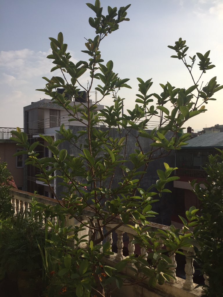 drbishnuhnepal's tweet photo. #TIMEforYOUTHS:Corona Time:
This year’s New Bloom Today!I planted a #GuavaSeed in a small #Gamala@1st rooftop. It grew,and started giving very tasteful #Guava since 7-8-yrs.Seems this year is going to give many fruits!Let’s Stand on Our Feet @#Fruits
@#Nepal-#Himalayas@#UNSG@#FAO https://t.co/WH8MAgXxX1