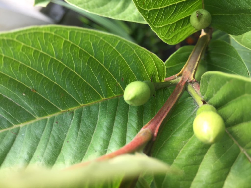 drbishnuhnepal's tweet photo. #TIMEforYOUTHS:Corona Time:
This year’s New Bloom Today!I planted a #GuavaSeed in a small #Gamala@1st rooftop. It grew,and started giving very tasteful #Guava since 7-8-yrs.Seems this year is going to give many fruits!Let’s Stand on Our Feet @#Fruits
@#Nepal-#Himalayas@#UNSG@#FAO https://t.co/WH8MAgXxX1