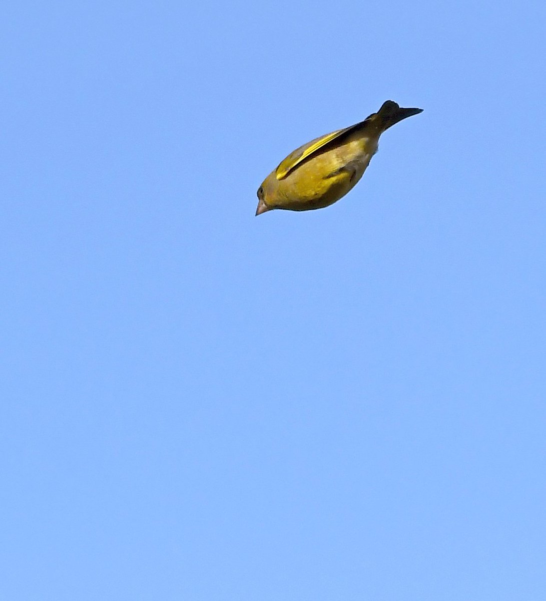 Greenfinch as a weapon! Clearly my attackers missed again, as this bird sails harmlessly over my head, but I'm constantly having to stay alert because I never know where the next launched bird is coming from! 
