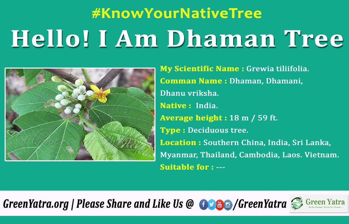IamTreepathi's tweet photo. #KnowYourNativeTree 

 #IndigenousTrees #IndianTrees #IndianNativeTree https://t.co/MalDfhgh87