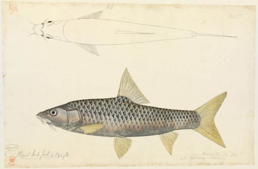 #collectionsunited Francis Hamilton’s Latin field notes on Indian fishes online @britishlibrary; corresponding drawings @NHM_London. Here, Cypressus Mosul, 1815 (BL MssEur E70b f.197r; NHM MSS HAR 20A). An endangered species today.  @RaySocietyBooks