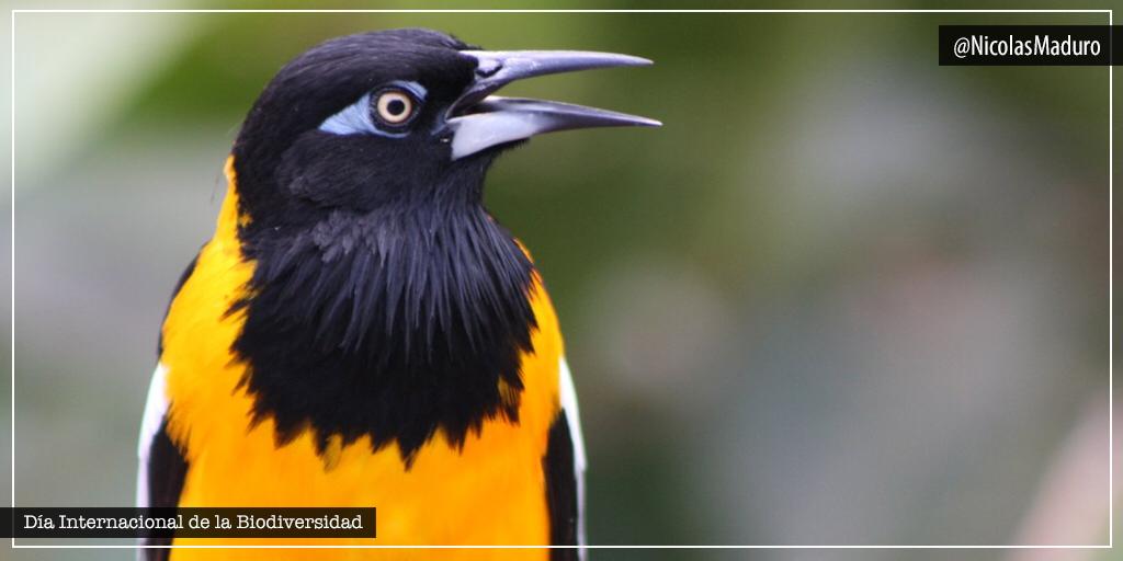 En el Día Internacional de la Biodiversidad, alzamos nuestra voz una vez más para llamar a la reflexión y salvar a nuestra Pachamama. La diversidad biológica juega un papel fundamental para el desarrollo de la vida y la salud en el planeta. ¡Ha llegado la hora de accionar!
