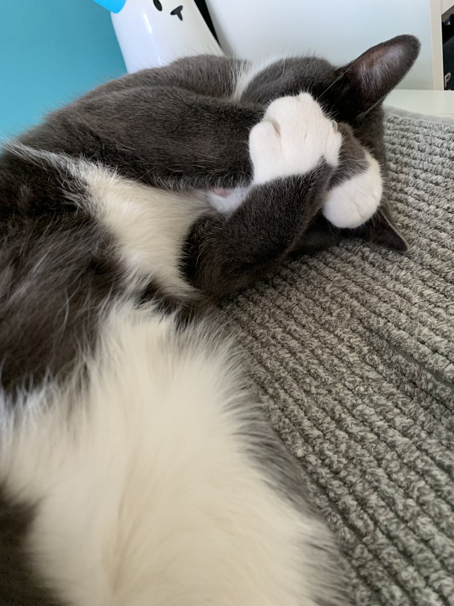 rachelandrew's tweet photo. I felt like covering my eyes like this when I looked at my inbox this morning. #pxcat https://t.co/c1QcsGVRDJ