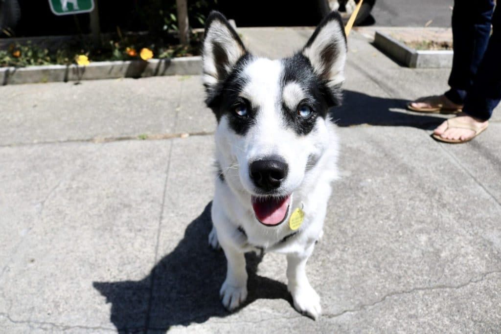 woofwelldogs's tweet photo. 27 Half Husky Half Corgi Pics that will make you say awwww https://t.co/8XZI0IsE4i
#Corgi #siborgi #husky #dogs #pets #dogmix #aww @amanimalphoto @animalphotos https://t.co/ON6M15qOW3