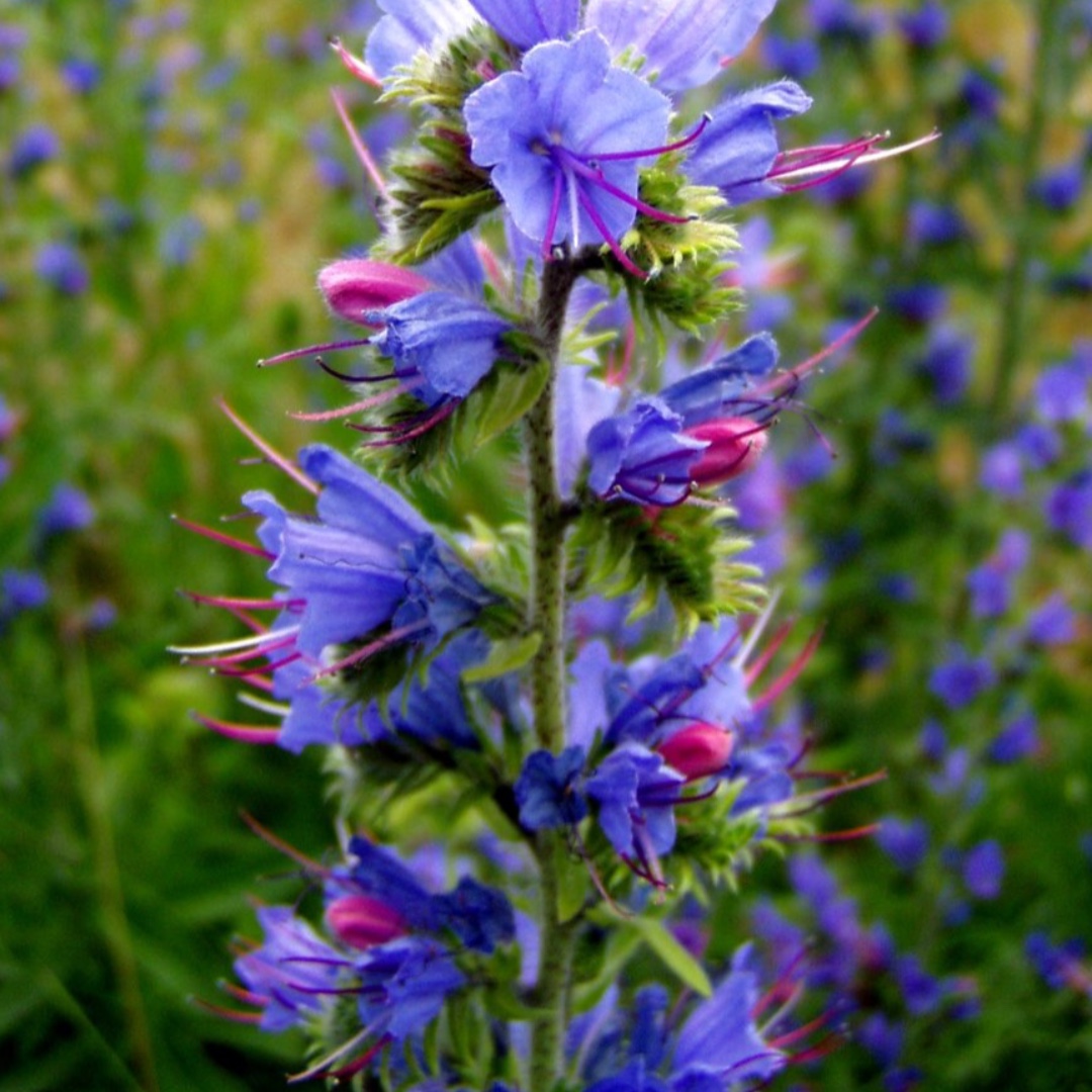 seed_ball's tweet photo. Viper's Bugloss 🐝♥️🐝♥️
An absolute favourite for bees. This beautiful flower is a member of the borage family. Find it in our Bee MIx Seedballs!
https://t.co/m96zr6tqfW
#Flowers #Wildflowers #Wildlifegarden #Nature #Bees #FeedBees #BeeFood #SaveBees #Pollinators https://t.co/Jxnfx0yads
