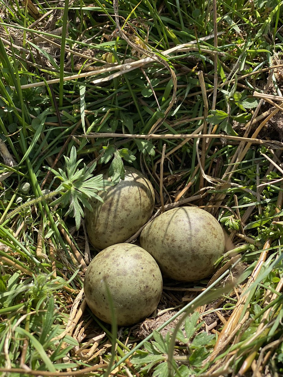 AmandaOwen8's tweet photo. I am not a birdwatcher or a naturalist but I do know about my own patch and I can’t tell you how exciting it is to find a nest like this ! 😃 🥚🥚🥚 🐦 
#birds #nests #yorkshire #swaledale https://t.co/zplYBzzHun