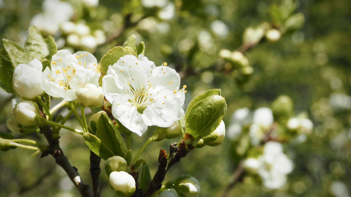 MarjaHonkakorpi's tweet photo. Lupaus kesästä, vihdoin! #papaverorientale #prunusdomestica #leppis https://t.co/JO5YpYtwsU