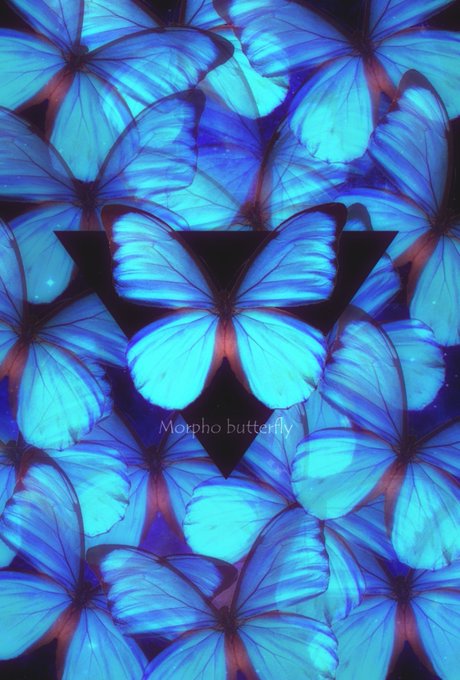 モルフォ蝶のtwitterイラスト検索結果 古い順