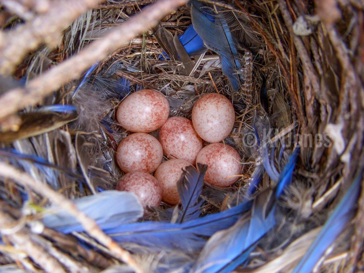 Effects of temperature and forest management practices on songbird reproduction—new pub from my MS research <a href="/OregonState/">Oregon State University</a> w/ <a href="/ForAnimEcolLab/">Jim Rivers</a> and <a href="/MattBetts11/">Matt Betts</a> out now in Avian Conservation &amp; Ecology <a href="/AvianAce/">ACE</a>: ace-eco.org/vol15/iss1/art… 

#science #ecology #birds #forests  #climate