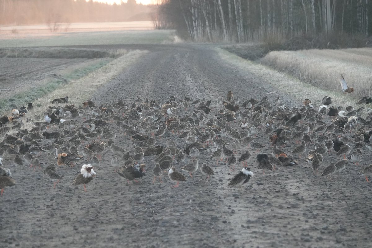 KoivulaKari's tweet photo. Roadblock of 1000 ruffs on my and @HannaAlgora 's way to field site early this morning #ruffproject #fieldwork #waders #Liminganlahti https://t.co/Eno3VErFc0