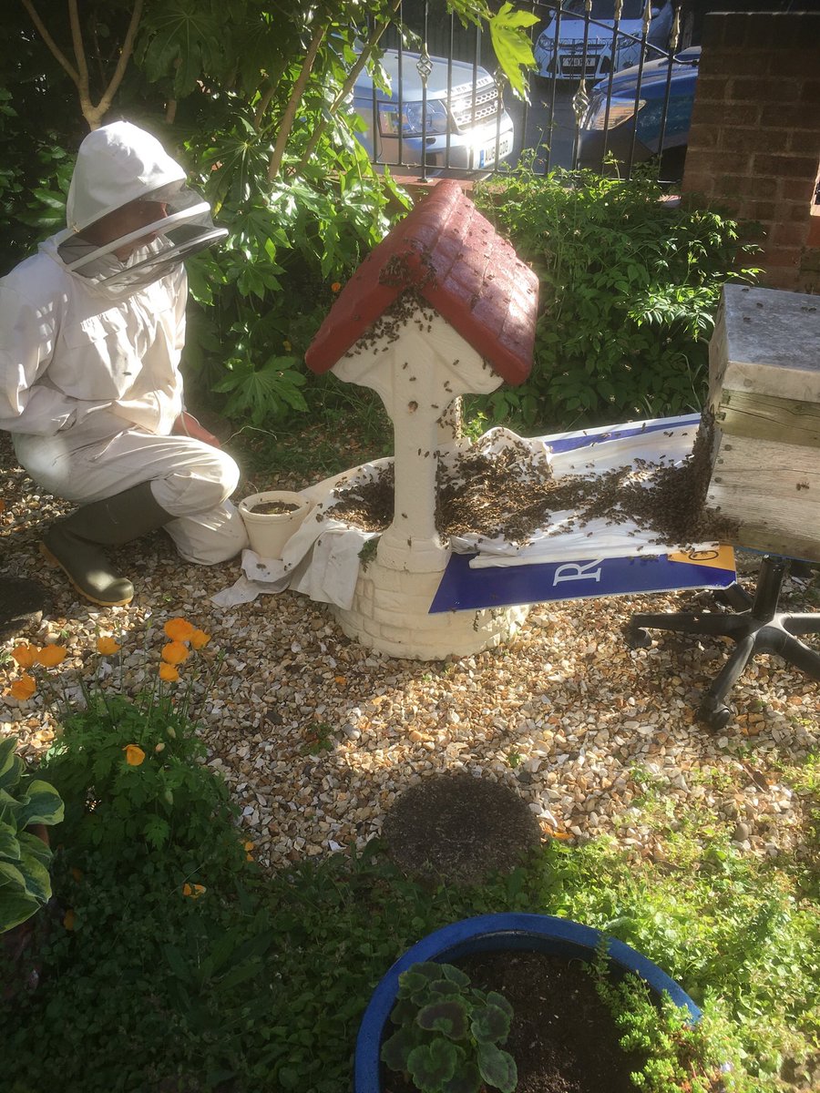 Make a wish?
This intelligent swarm chose a des res for their rest while I had a call out to collect the easy to hive colony of bees.🐝🐝🐝