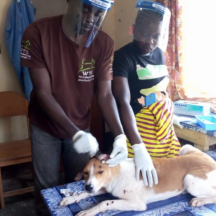 LiberiaAnimal's tweet photo. LAWCS addresses critical animal welfare and health issues like this. The dog has suffered from this sore ears for over 6 months and the dog feels pain and miserable.
#Veterinary #PetsMatter #Dogs #Cats #OneHealth #OneWelfare #VeterinaryService #FreeVeterinaryCare #COVID19 https://t.co/mNgXliYpSn