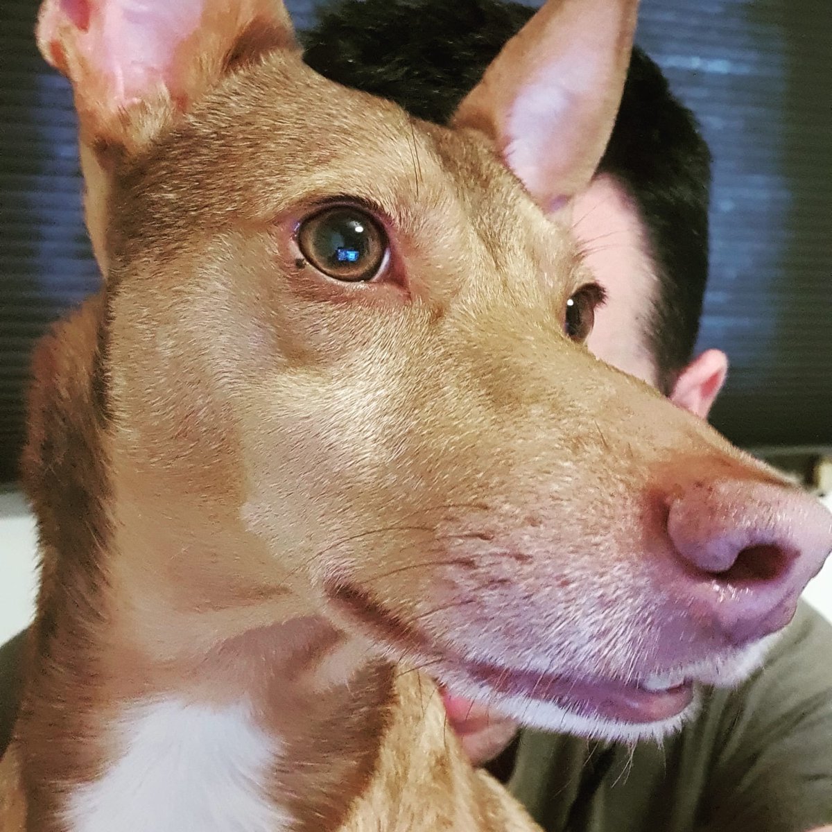 <<LA FELICIDAD ES UN HABITO. CULTIVALO>> :D
#Dog #DogLover #Perro #Podenco #Felicidad #AMİGO