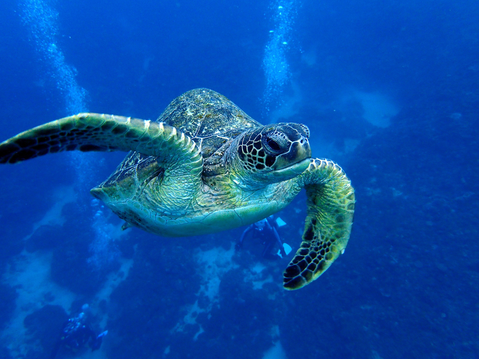ライブドアニュース Twitterren 今日は何の日 5月23日は 世界カメの日 T Co Uhkkbewvi8 英語表記は World Turtle Day アメリカの団体が 亀に関心を向け 知識を深め 敬意を払い 亀の生存と繁栄のための人間の行動を奨励する日 として制定した