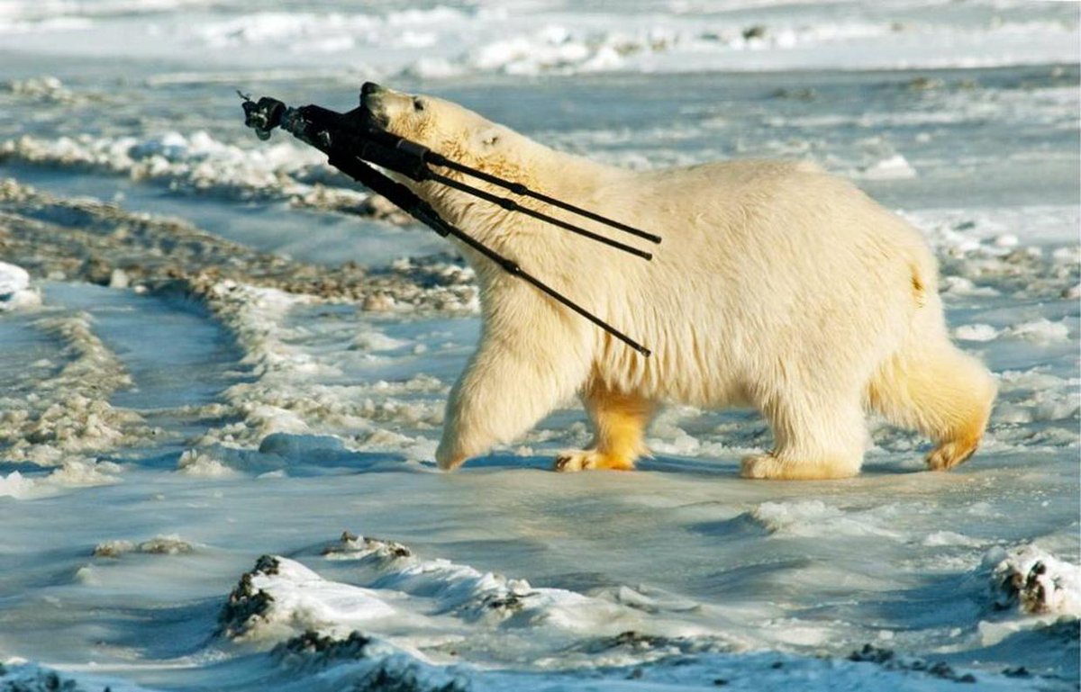 Смешной Полярный медведь