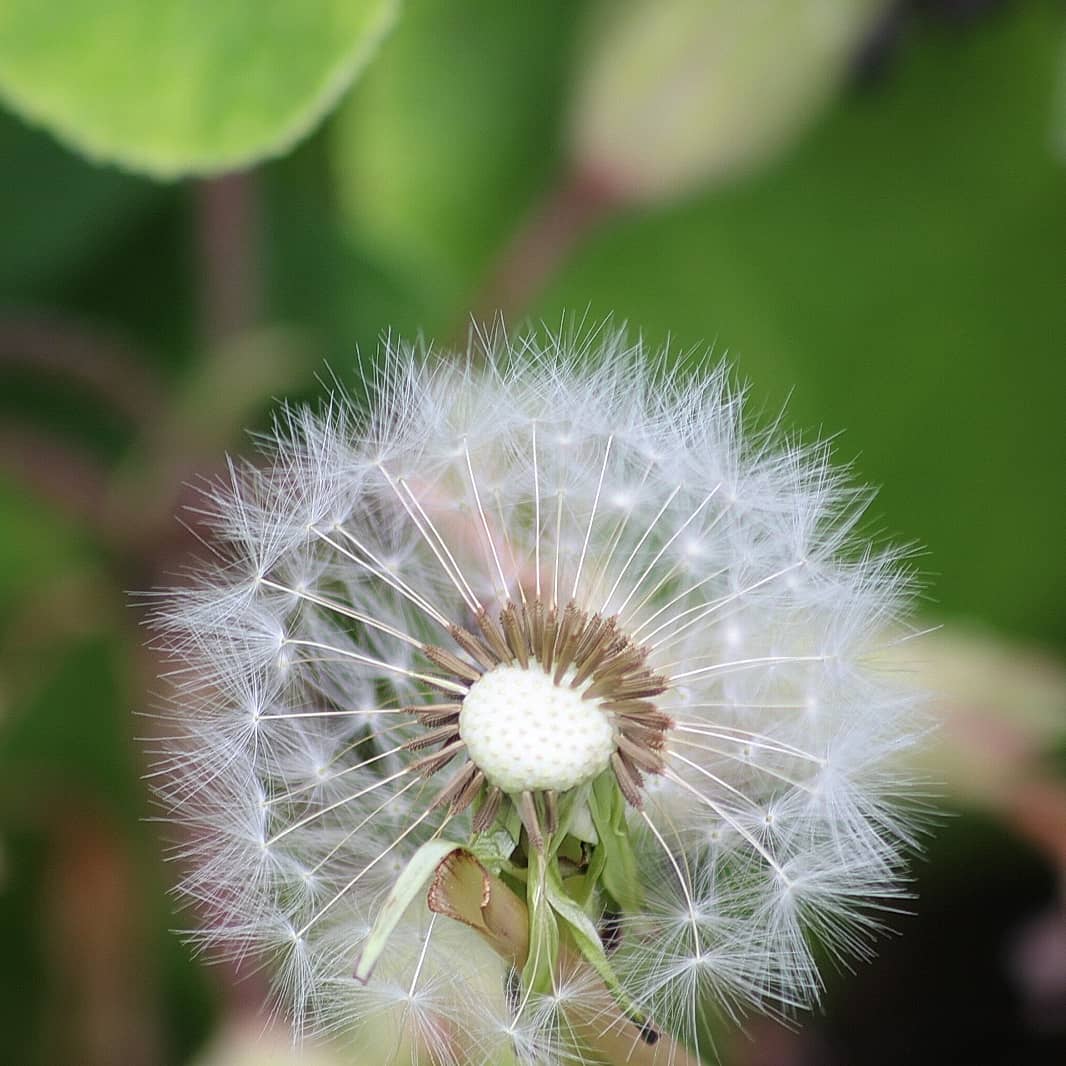 Bonfoto_cc's tweet photo. This is a macro photography photo from @dcdornphotos.
By using Zomei tripod, the photos will become stable and clear.
#zomei #tripod #photography https://t.co/8sQu7e4PMI