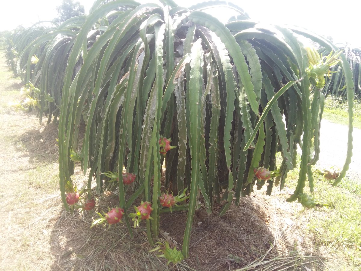 MaheshAsabe2's tweet photo. Dragon fruit farm visit @veitnam 
#agriculture #dragonfruit #pitaya #farmers #food https://t.co/aNNuYlCp6F