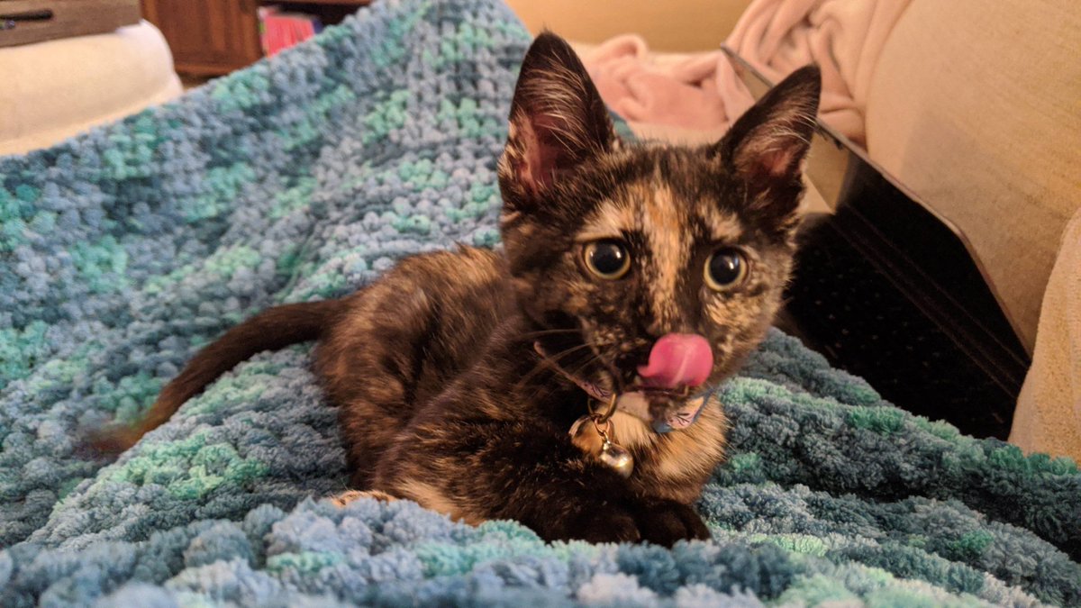 MeowMoeDotCom's tweet photo. #Kiki #Kitty wants your #Snackos
#Cats #Cat #Kittens #Kitten #Kitty #Pets #Pet #Meow #Moe #CuteCats #CuteCat #CuteKittens #CuteKitten #MeowMoe
https://t.co/8BMp0haIpb https://t.co/2dgQhslt5V