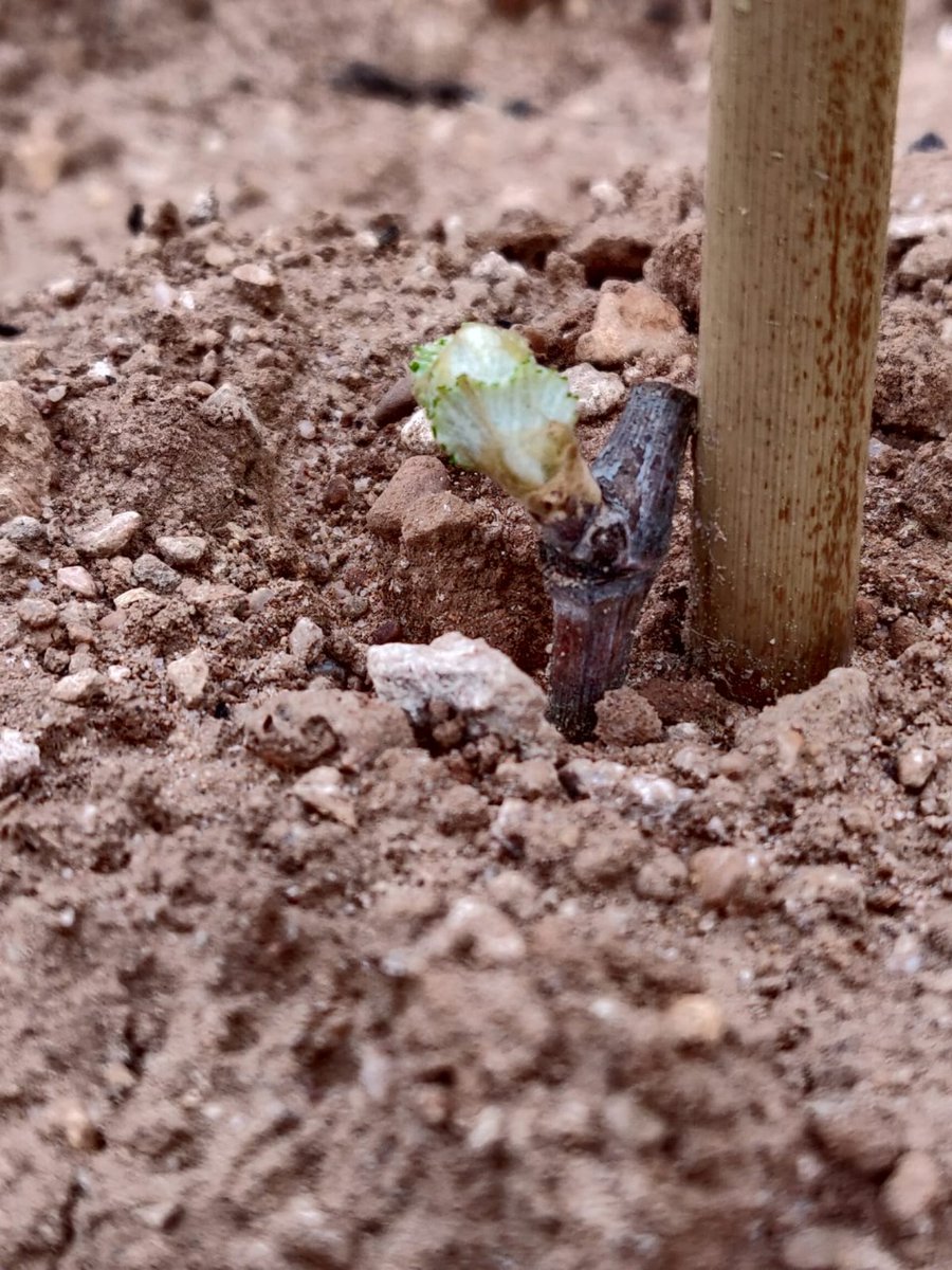 TerritorioBobal's tweet photo. Hoy les traemos una imagen de @DOUtielRequena. Se trata de un injerto de la selección clonal de la variedad #Bobal, en el marco del Proyecto #ValoraBobal 😍. #CulturaBobal #TerritorioBobal https://t.co/RrumUP2VQ3