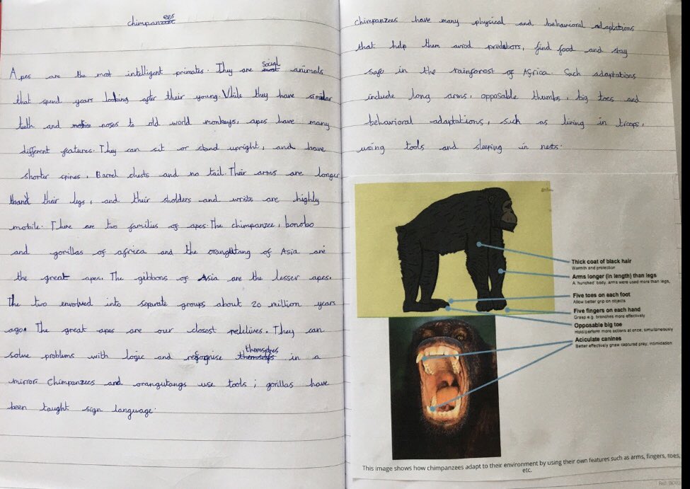 DeltaGreengates's tweet photo. #Year5GG have produced some amazing work over the past few weeks based on our Anglo-Saxon story - Beowulf and our animals project! Keep up the hard work! #homelearning #TeamGG #futureauthors #futurescientists https://t.co/UboFYGCVxI