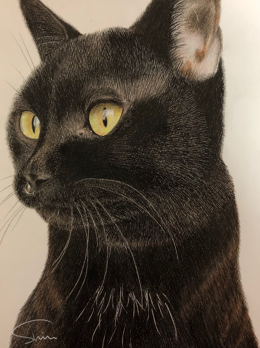 ナチュラルネイビー 色鉛筆画A4 黒猫.40 - 通販 - nochedebrujas.cl