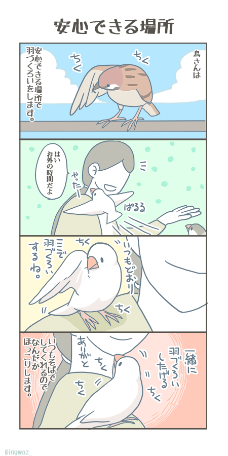 安心できる場所。

#buncho #javasparrow #文鳥 