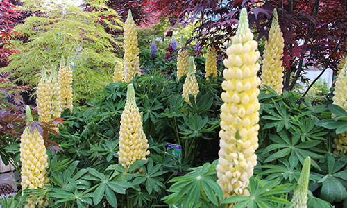 bartongrangegc's tweet photo. We LOVE Lupins! This all time Chelsea favourite is now in stock in our Plant Area #ChesleaFlowerShow #GardeningLife #BartonGrange #Lupins #summertime https://t.co/Ilh56hHRK2