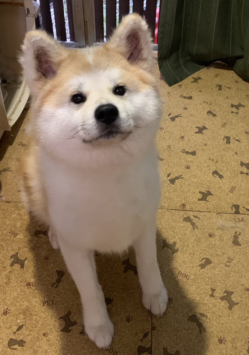 ワワンダ いぬかわいいー