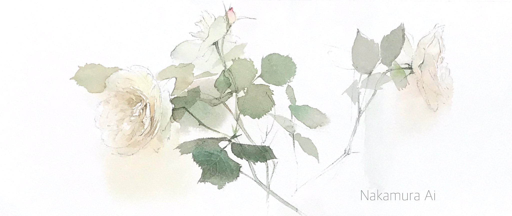 透明水彩画原画白薔薇ホワイトクリスマス