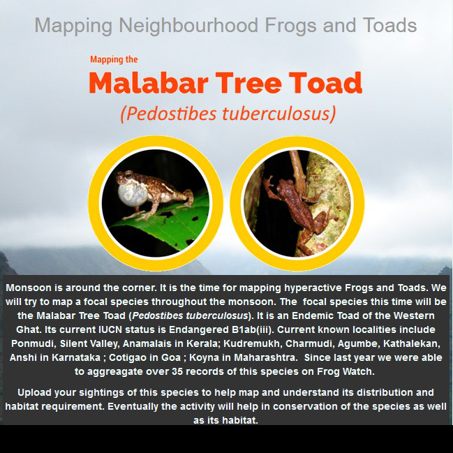 inbiodiversity's tweet photo. #FrogFriday
Malabar Tree Toad from Agumbe, by Praveen. Mapping the Malabar Tree Toad is a citizen science project in IBP.
https://t.co/UpL9cj7xek
#biodiversity #citizenscience #wildlife #nature #photography #endemic #amphibians #frogs #WesternGhats #MalabarTreeToad https://t.co/4NVOqT5qSm