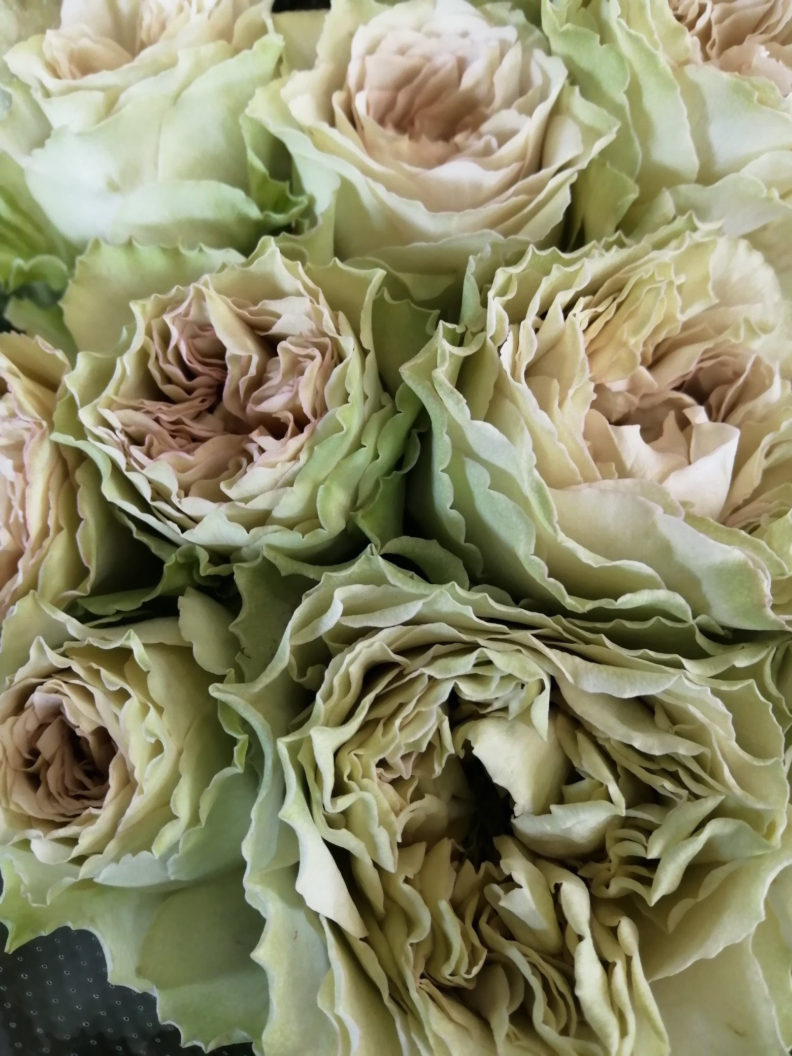 美ら花 Na Twitterze 薔薇 リテラチュール こんばんは 薔薇を見ます フランス語で文学のこと くすんだ色 花だけど華はない でも 好きな薔薇です 人の心の色に似ているから T Co Ejpdqjxcxd Twitter