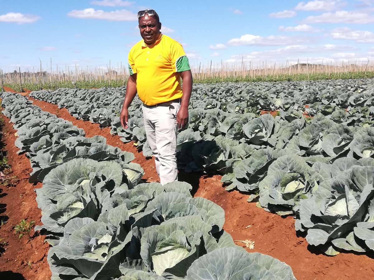 mutota_silas's tweet photo. Stagger your cabbage crop using days to maturity. You can plant 10k plants of Fabiola F1 (65 day cabbage),10k plants of Delight F1(75 day cabbage)&amp;10k plants of Macanta F1(90 day cabbage) on the same day and harvest them at different intervals. #smartfarming https://t.co/u0TmL6FG8Q
