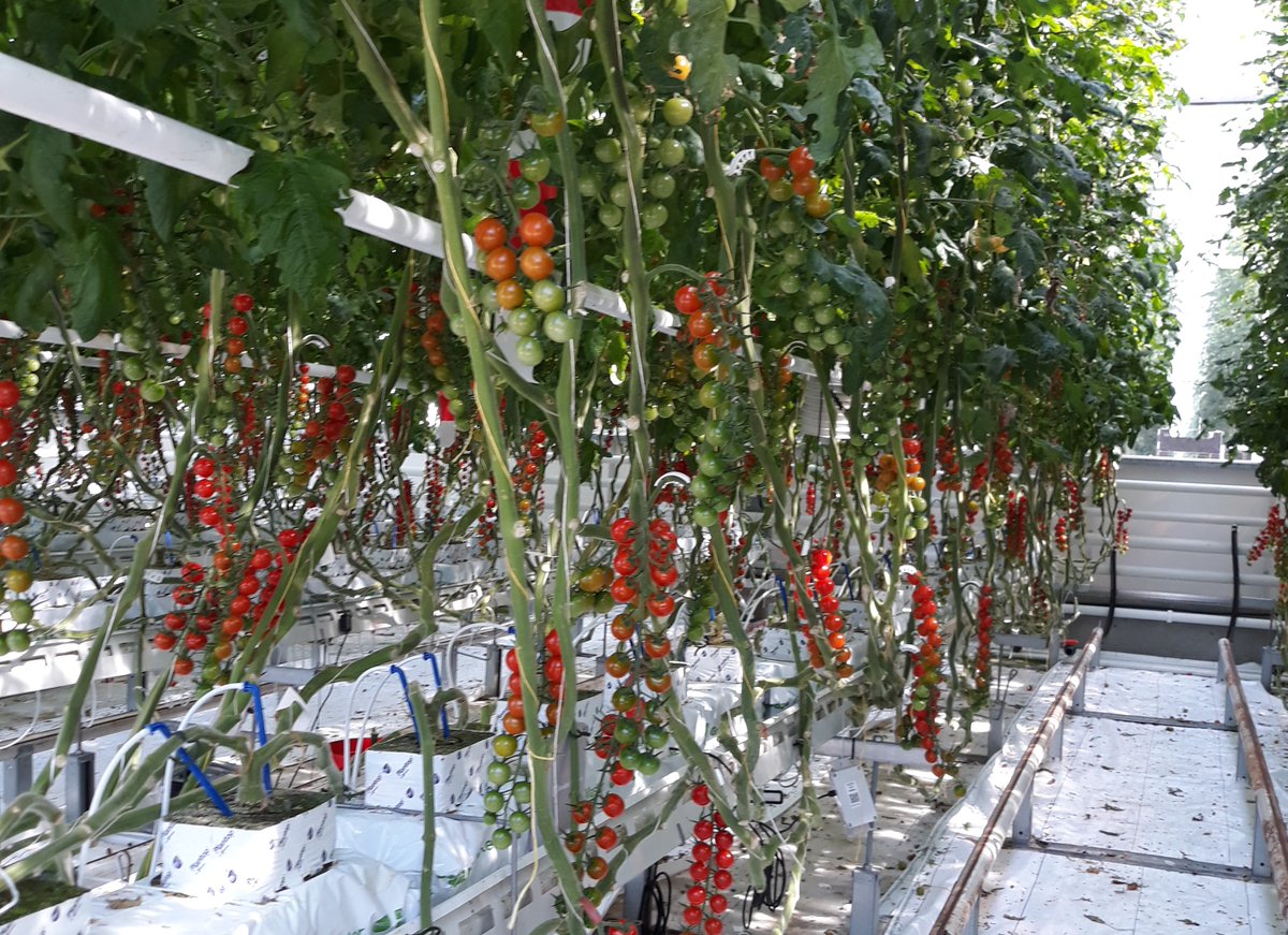 DelphyNL's tweet photo. A stepping stone to autonomous cultivation is to monitor crops remotely and advise entrepreneurs directly based on data. Delphy consultants use the models in an advisory role instead of a guiding role. @KlaasvanEgmond #automators #greenhousechallenge. https://t.co/FWxEbekwju https://t.co/kdHolRRdRz