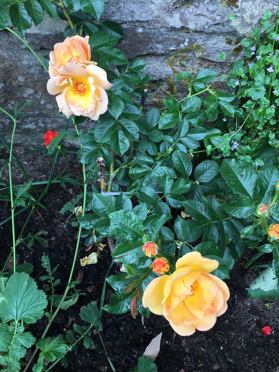 Richard_001's tweet photo. Much needed night time rain accelerates the pocket park. New blooms from Maigold rose and the oriental poppy. #LoveCasteSt https://t.co/oHvsZNvSRX