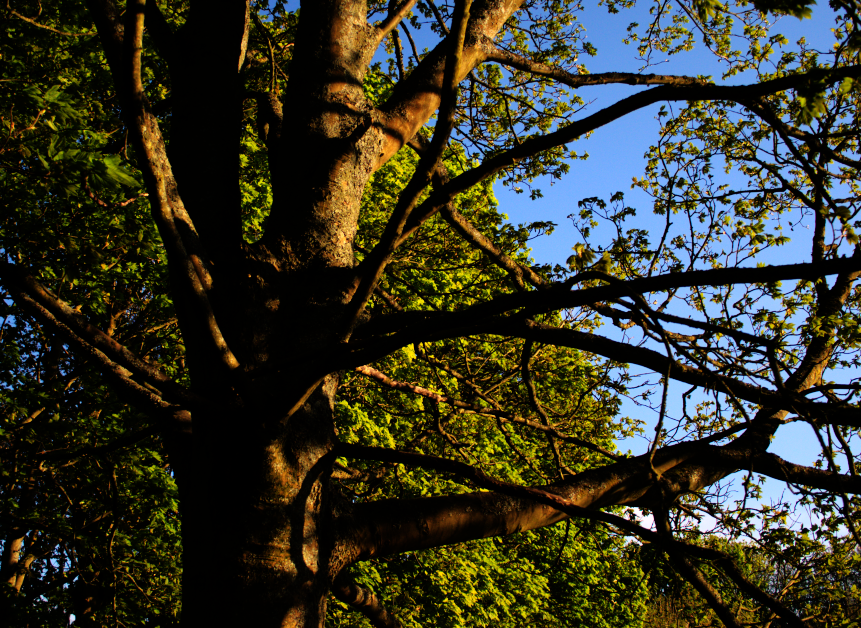 We've got a great tip from Hilary McGrady about creating small acts of joy: "Small acts of joy, such as listening to birdsong or watching the clouds or the sunrise, can help us feel better" . ⛅ #MentalHealthAwareness #healthandwellbeing #makingworkbetter <a href="/nationaltrust/">National Trust</a>
