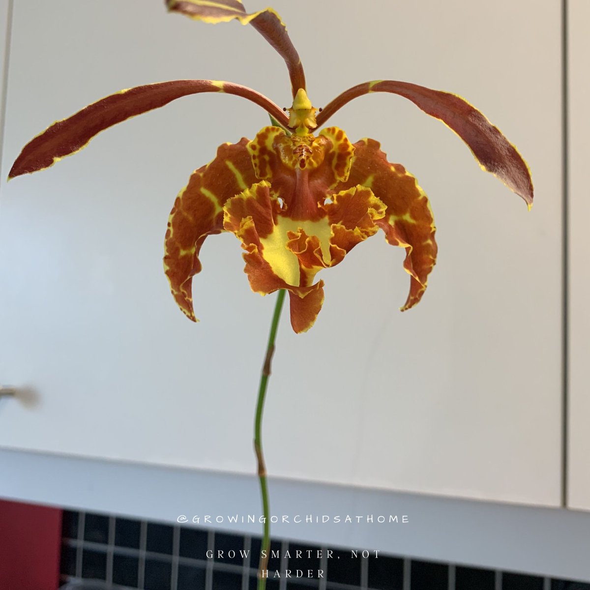 Not the flashiest background, but this one is a bit hard to capture! I’m thrilled with this first blooming on my Psychopsis Papillo #psychopsis #orchidcommunitychatter  #growingorchidsathome #GOAH #semihydro #inertmedia #orchids #homegrownorchids #homegrowing #orchidsoftwitter