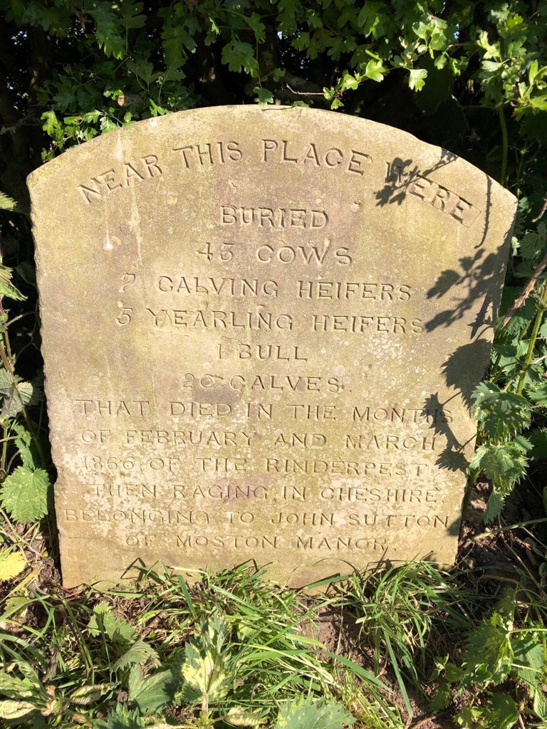 This memorial stone dates back to an outbreak of cattle plague/Rinderpest in 1866. A reminder of another crisis caused by a viral disease, now eradicated thanks to scientists &amp; communities working together
All storms pass, what will be remembered is how we responded at the time
