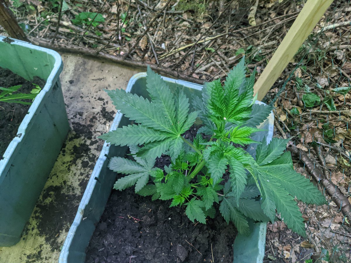 TVP_Wycombe's tweet photo. Anyone lost these rather usual, distinct and very illegal plants ???

If you are the owner of them please get in contact with us. We would love an explanation 
#p6739 https://t.co/wa38DnPjlH