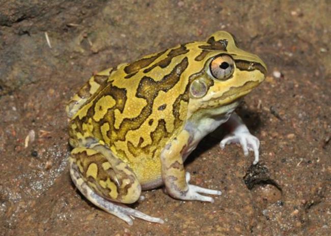 BimbleboxNR's tweet photo. it's friday. watch out. there's a frog about. 
#FrogsFriday
credit Graham Armstrong https://t.co/gQkecXFRKC