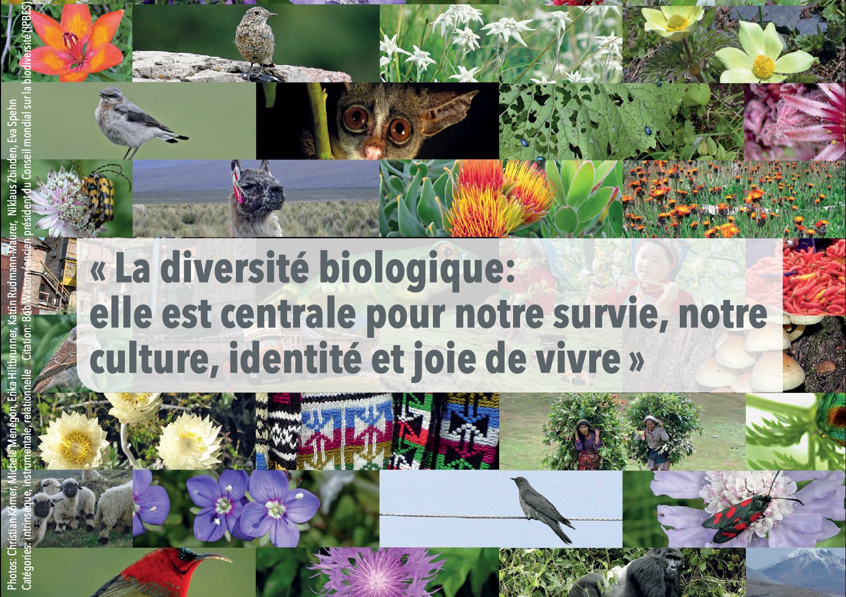 Forum Biodiversitat Aujourd Hui Est La Journee De La Biodiversite Tous Les Arguments Pour Protegerlabiodiversite Dans Le Nouveau Hotspot Biodiversitych Y Compris Fiches Pour Conferences T Co Ken4rvihhc T Co Rxcjhtussr