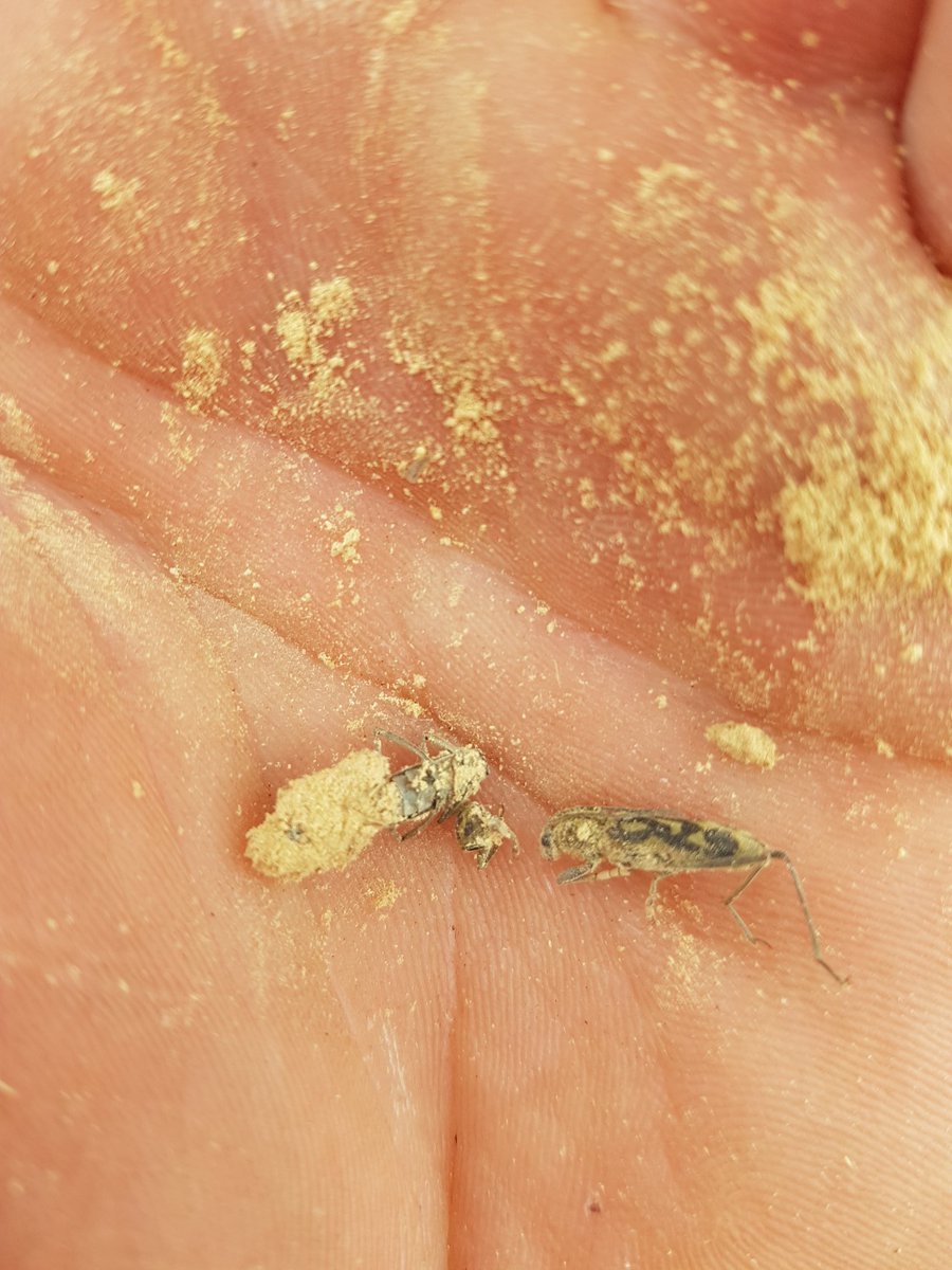 logiealec's tweet photo. Bit of a surprise to find these little chaps inside a rotten garden bamboo cane, (presumably imported). Thankfully dead,  can someone ID them please? @andyheald @WoollyMaggot https://t.co/ljGrUkhNmE