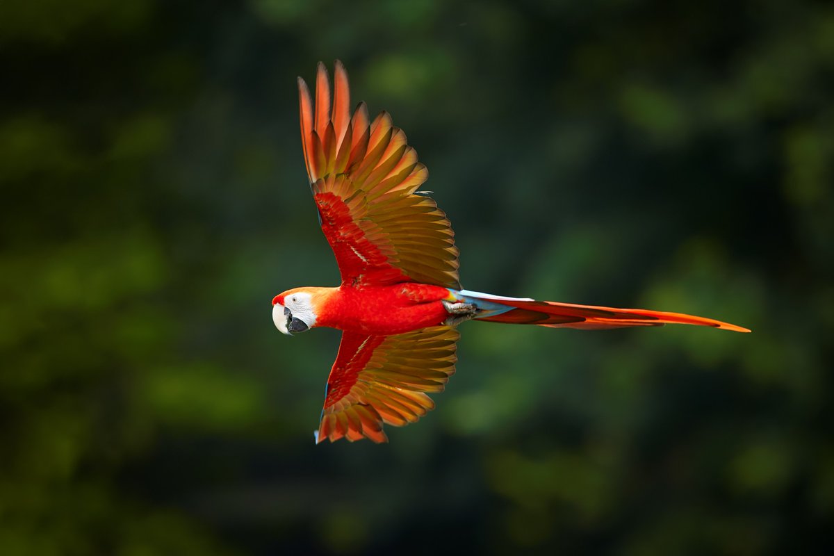 TravelLocal's tweet photo. Today is the International Day for Biological Diversity! As the most biodiverse country on the planet, Brazil is home to a host of amazing creatures. Find out more about the country’s fantastic wildlife in this morning’s blog post.
https://t.co/hRUXGmQsYF
#WeTravelLocal https://t.co/vZdGNHLeTG