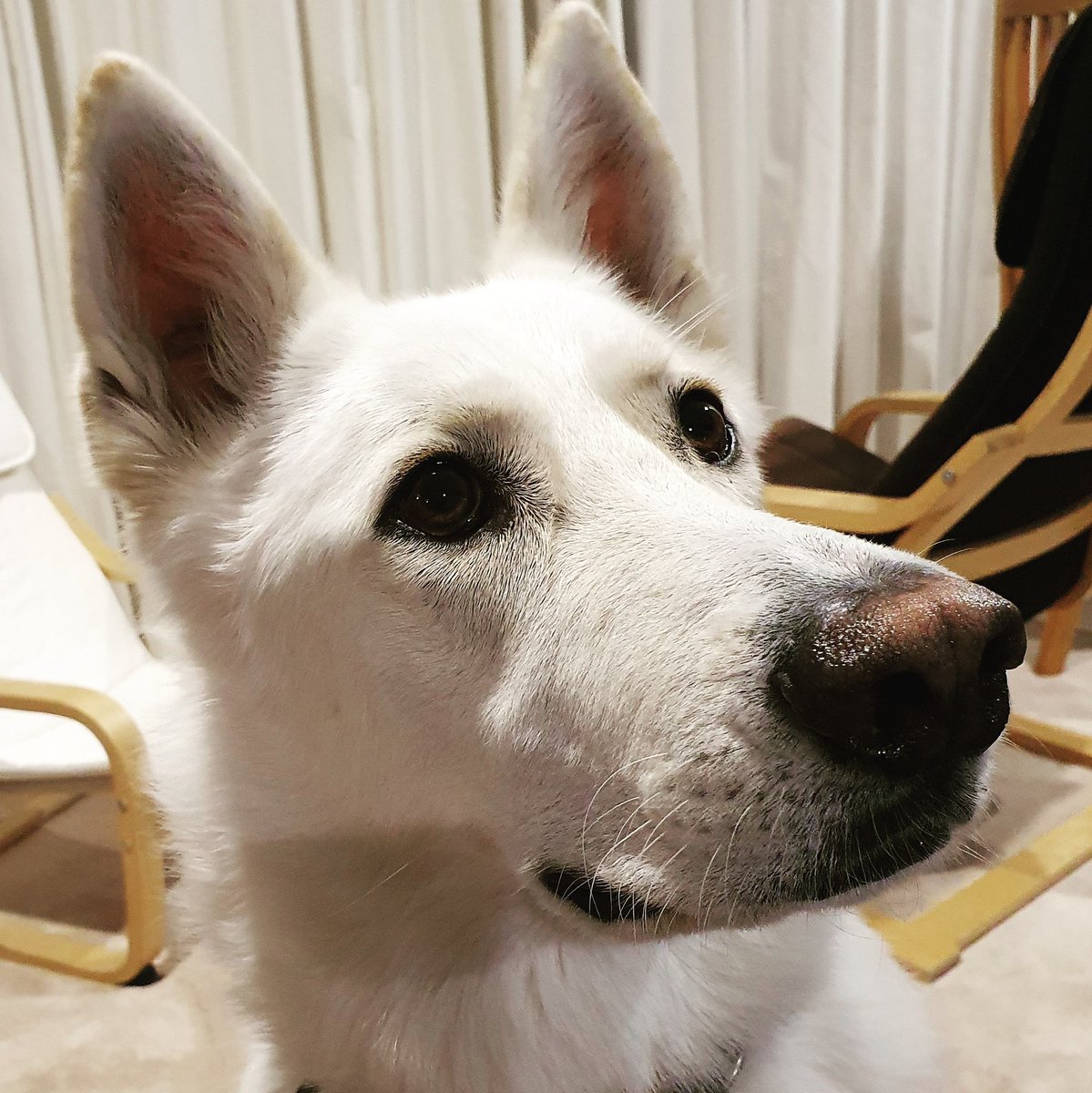 ghostwhiteshep1's tweet photo. πΎ...I'm trying to tell you. There are 2 ghosts in the house.
Me and the one that emptied the kitchen bin on the carpet when you were out.
Don't leave me alone ever again...πΎ
#haunted #ilikeham #sorrynotsorry #dogsoftwitter https://t.co/C9wepp3zsE